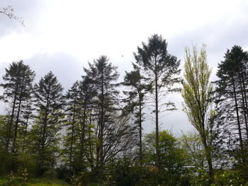 Low angle view of trees in forest against sky