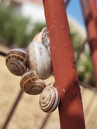 Close-up of snail on metal