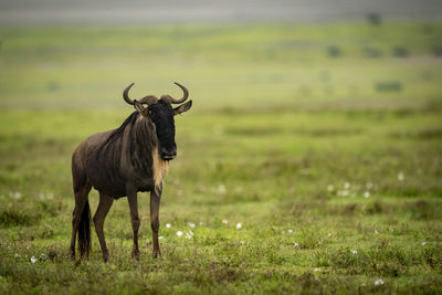 Wildebeest standing on grassy field