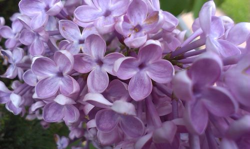 Close-up of pink flowers