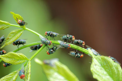 Flies,fly carriers of cholera