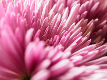 Full frame shot of pink flower blooming outdoors