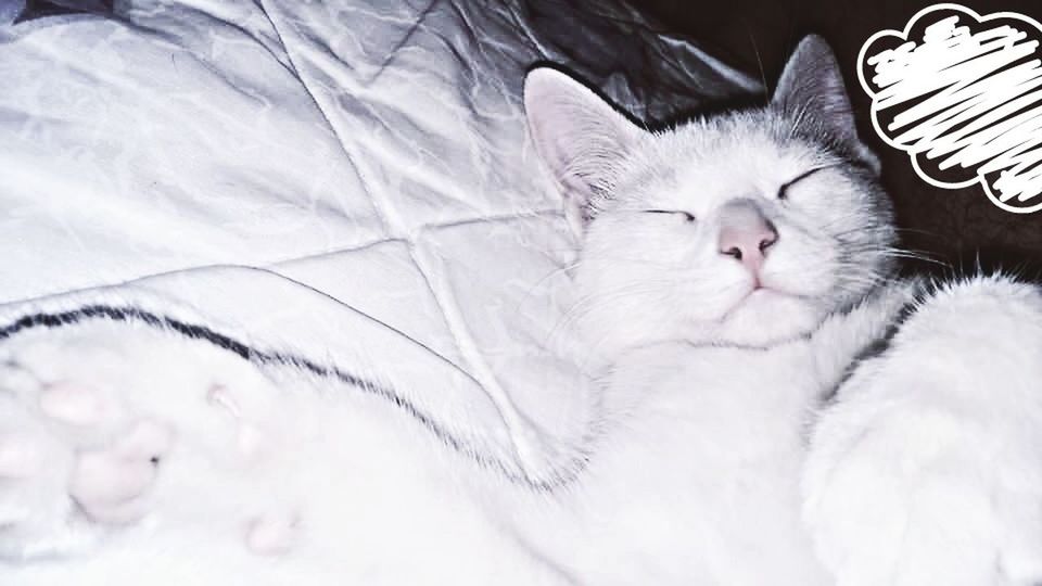 CLOSE-UP OF WHITE CAT SLEEPING