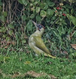Close-up of lizard on field