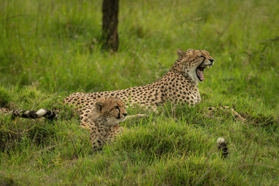 Cheetah lies yawning beside cub in grass