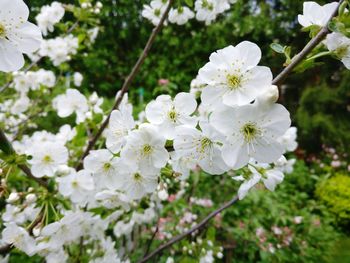 Close-up of white cherry blossoms in spring