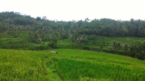 Scenic view of field against clear sky