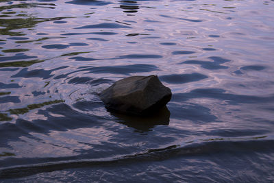 Reflection of trees in water