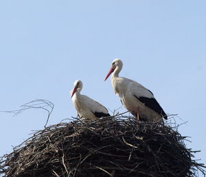 Birds perching on nest