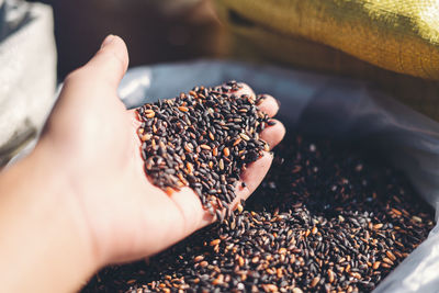 Cropped hand of person holding rice