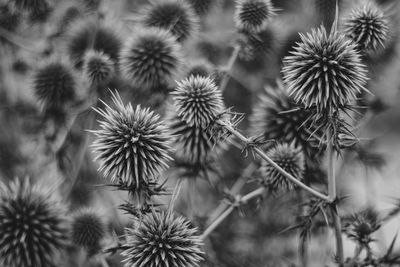Close-up of dandelion on field