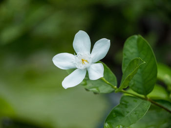 Close-up of flower blooming outdoors