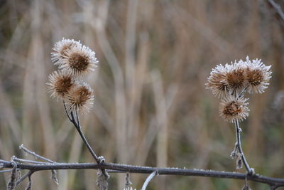 Close-up of wilted flower