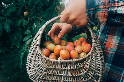Midsection of man picking plums in basket