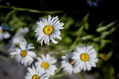 Close-up of white daisy