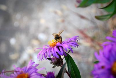 Close-up of bee pollinating on flower