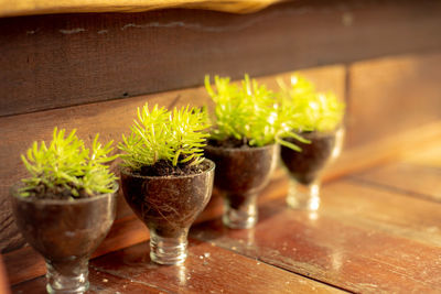 Close-up of potted plant on table