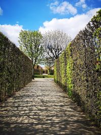 Footpath amidst trees and buildings against sky