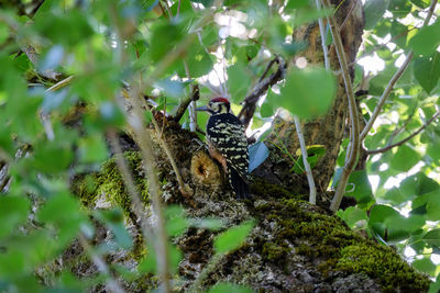 Low angle view of bird perching on tree