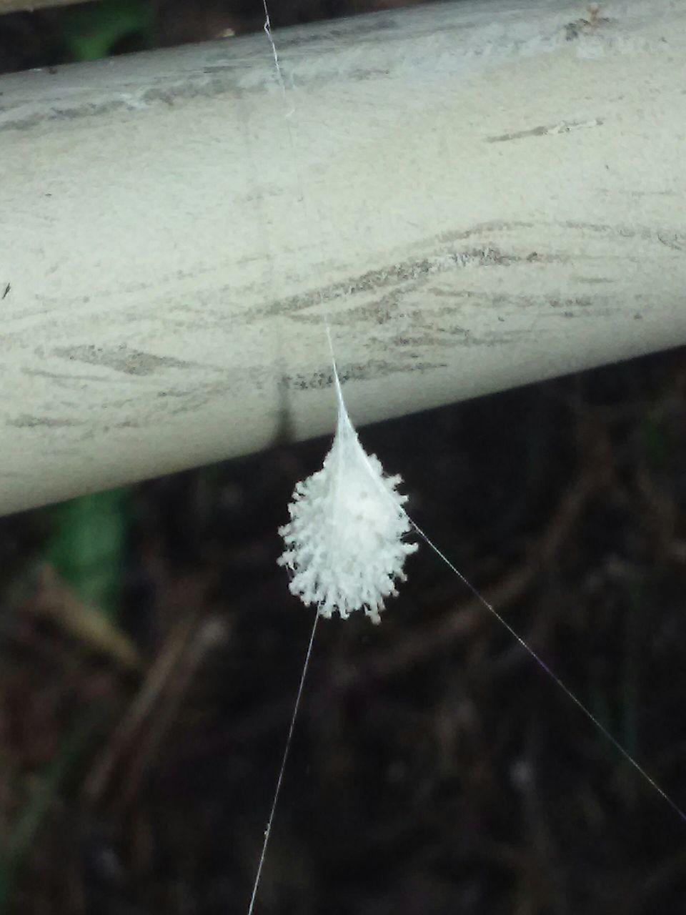 flower, fragility, close-up, flower head, single flower, freshness, dandelion, focus on foreground, white color, growth, nature, stem, beauty in nature, petal, plant, softness, selective focus, day, outdoors, uncultivated