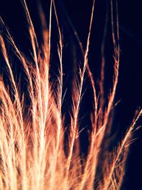 Low angle view of a macro feather against sky at night