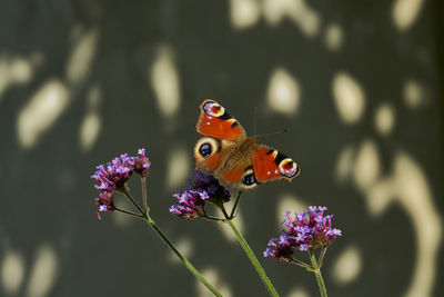 Close-up of butterfly pollinating on purple flower