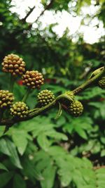 Close-up of berries growing on tree