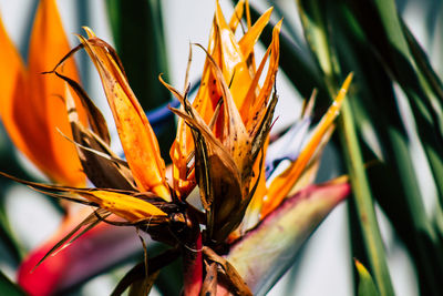 Close-up of orange flowering plant