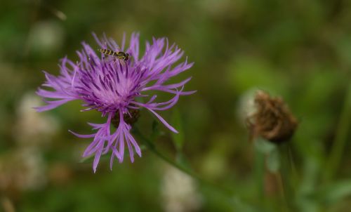 Close-up of purple thistle flower