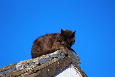 Low angle view of a cat