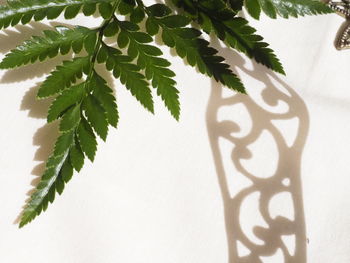 Close-up of green leaves on plant against wall