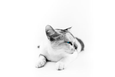 Close-up of a cat over white background