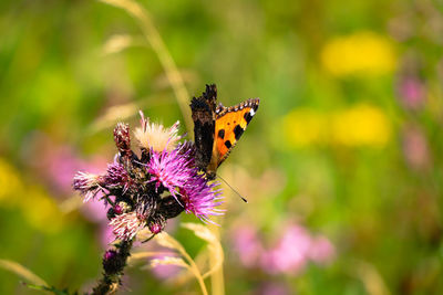 Magical vanessa cardui flies around brownray knapweed where she gets a snack and energy 