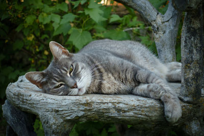 Cat sleeping in a forest
