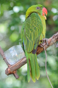 Close-up of parrot perching on branch