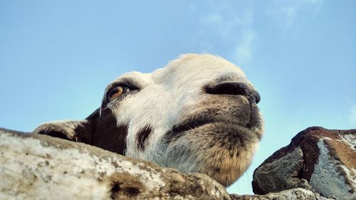 Low angle view of horse against clear blue sky