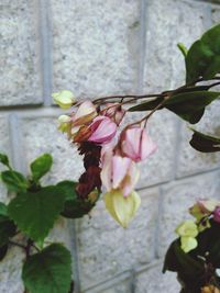 Close-up of pink flowering plant