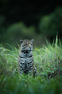 Jaguar sitting in tall grass facing right