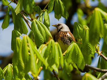 The fieldfare, turdus pilaris, on a branch. bird in a tree among the leaves