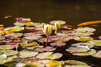 Water lily in lake