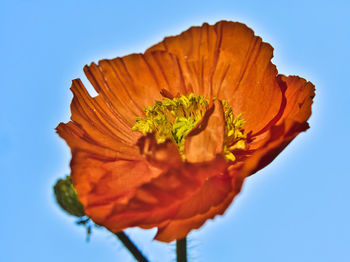Close-up of orange flower against blue sky