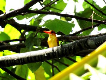 Low angle view of birds perching on branch