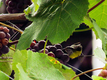 Close-up of grapes growing on plant