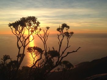 Silhouette tree by sea against sky during sunset