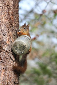 Close-up of squirrel on tree trunk