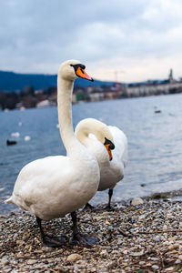Swan on lake against sky