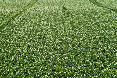 Full frame shot of field