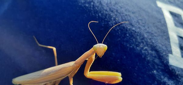 Close-up of insect on flower