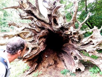 View of tree trunk