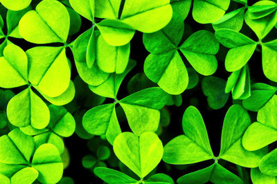 Full frame shot of leaves